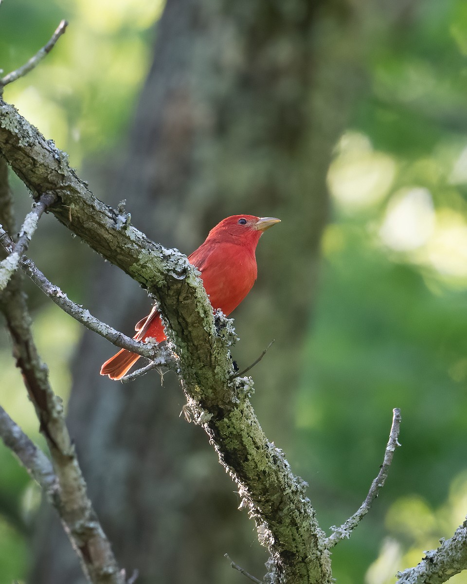 Summer Tanager - ML333499841