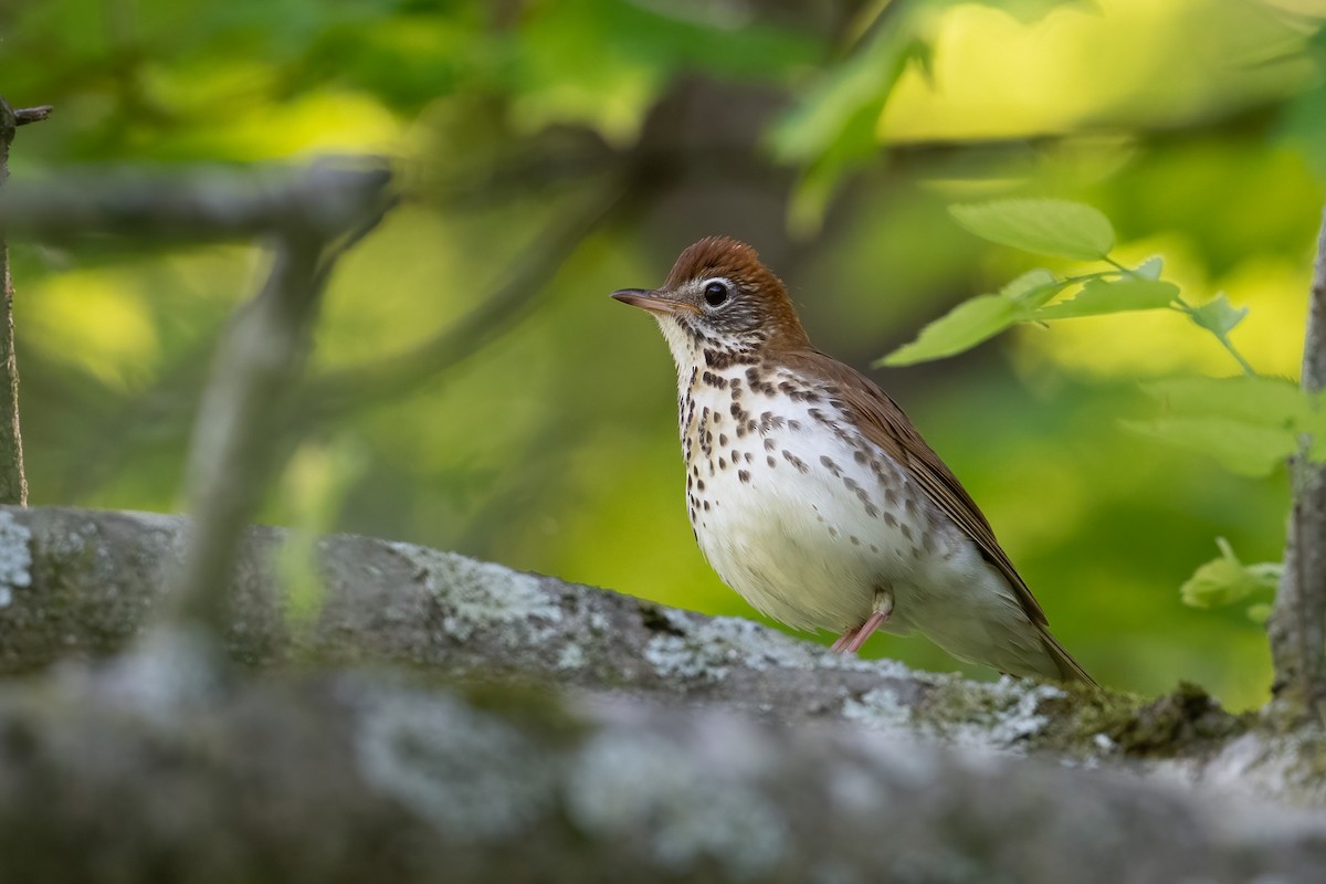 Wood Thrush - ML333500091