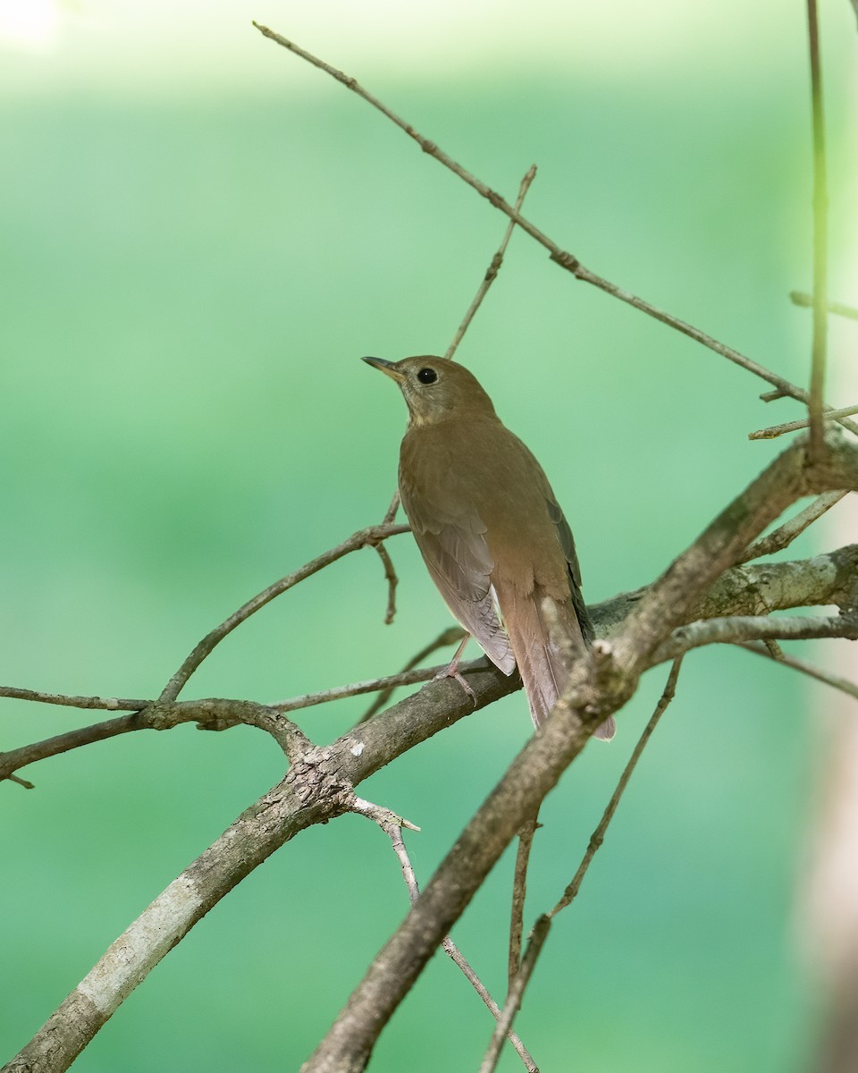 Veery - ML333500151