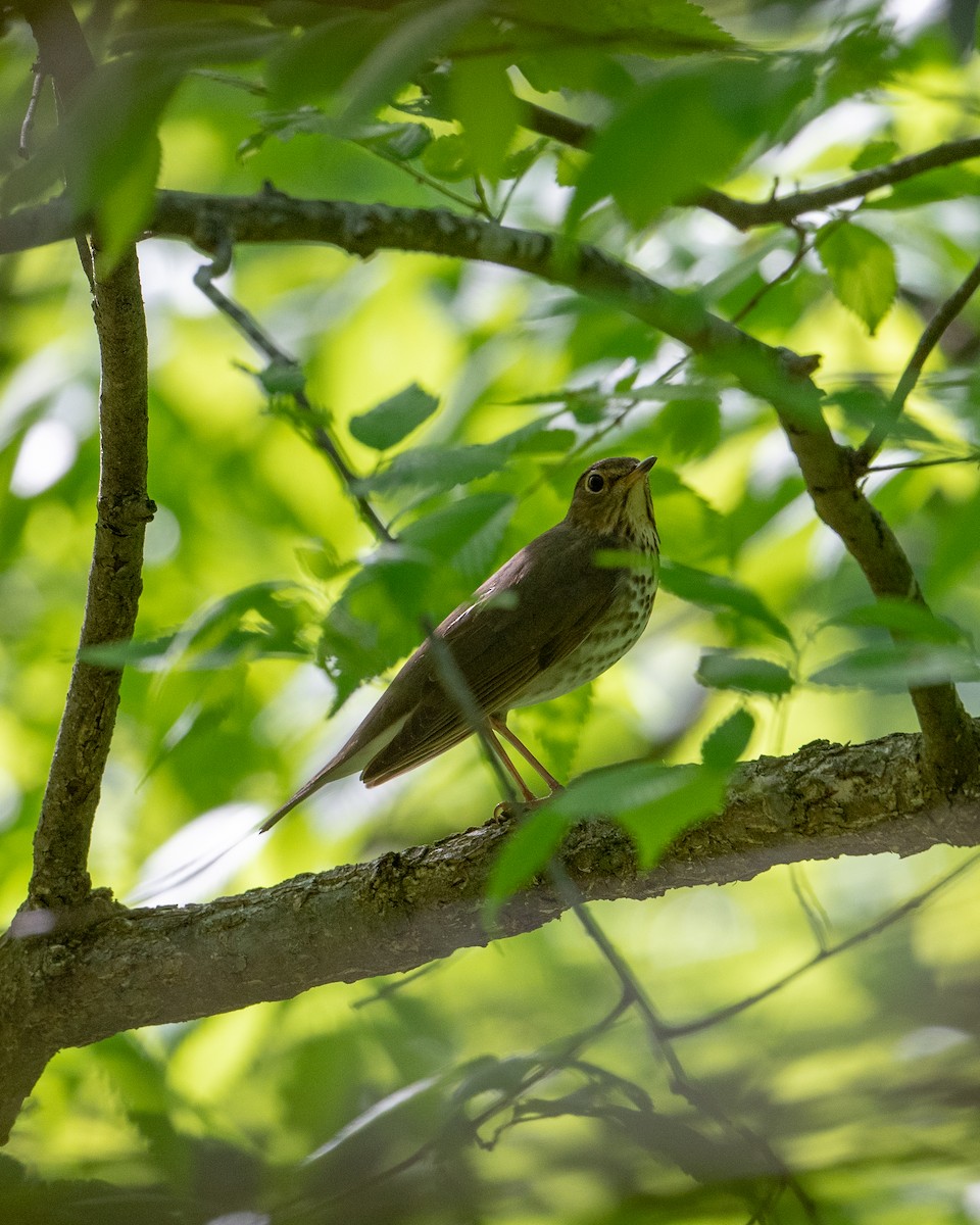 Swainson's Thrush - ML333500161