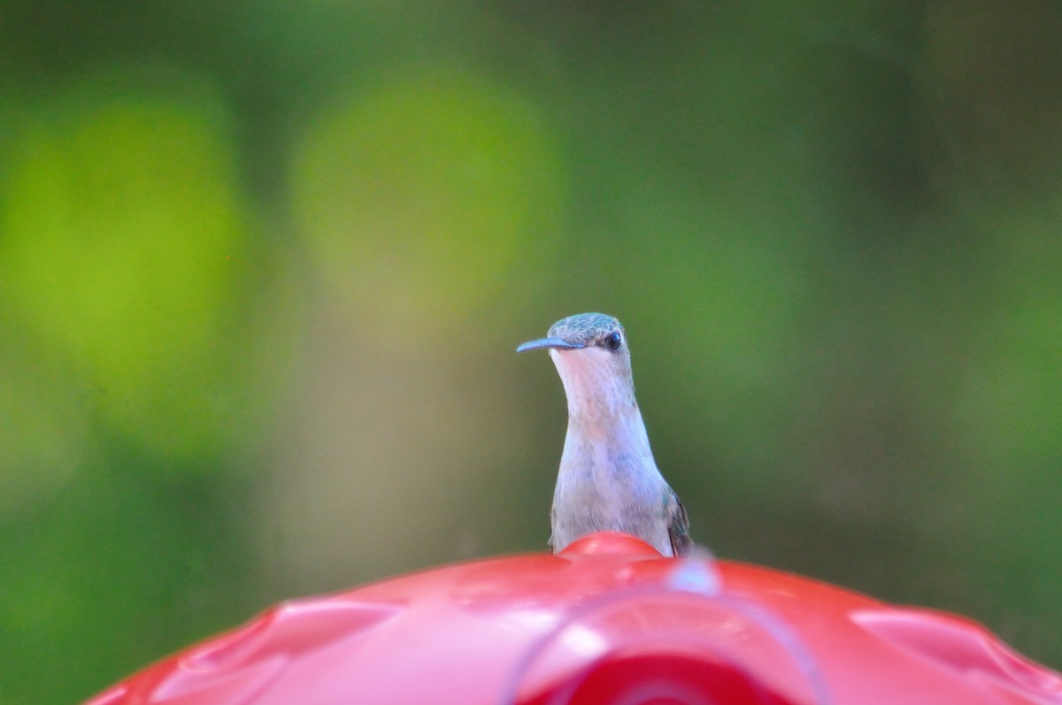 Colibrí Gorjirrubí - ML333500331