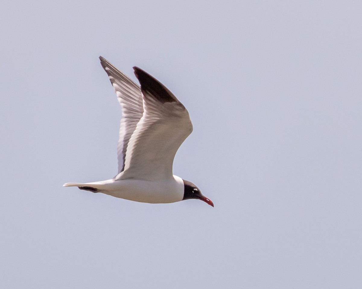 Laughing Gull - Karl Wirth