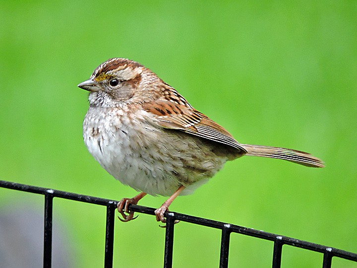 White-throated Sparrow - ML333504061