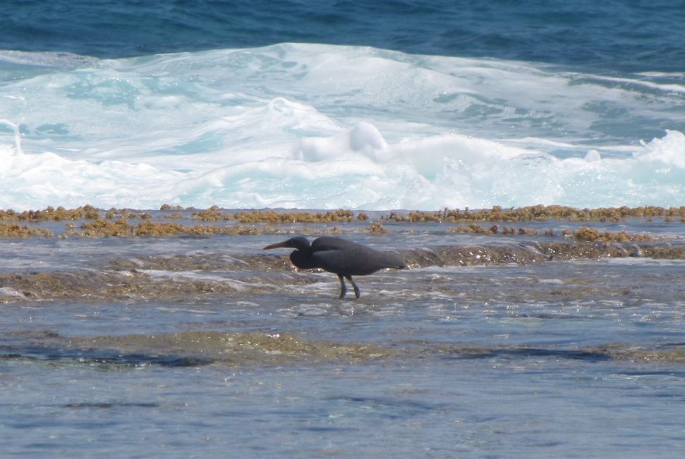 Pacific Reef-Heron - Michal Bardecki