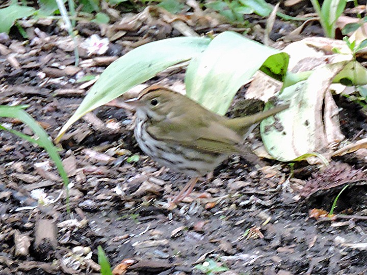 Ovenbird - ML333504901