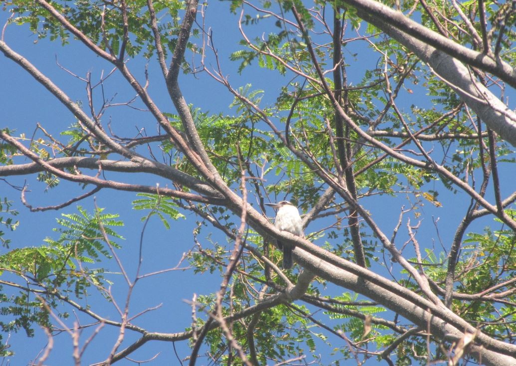 Chattering Kingfisher - ML333505961