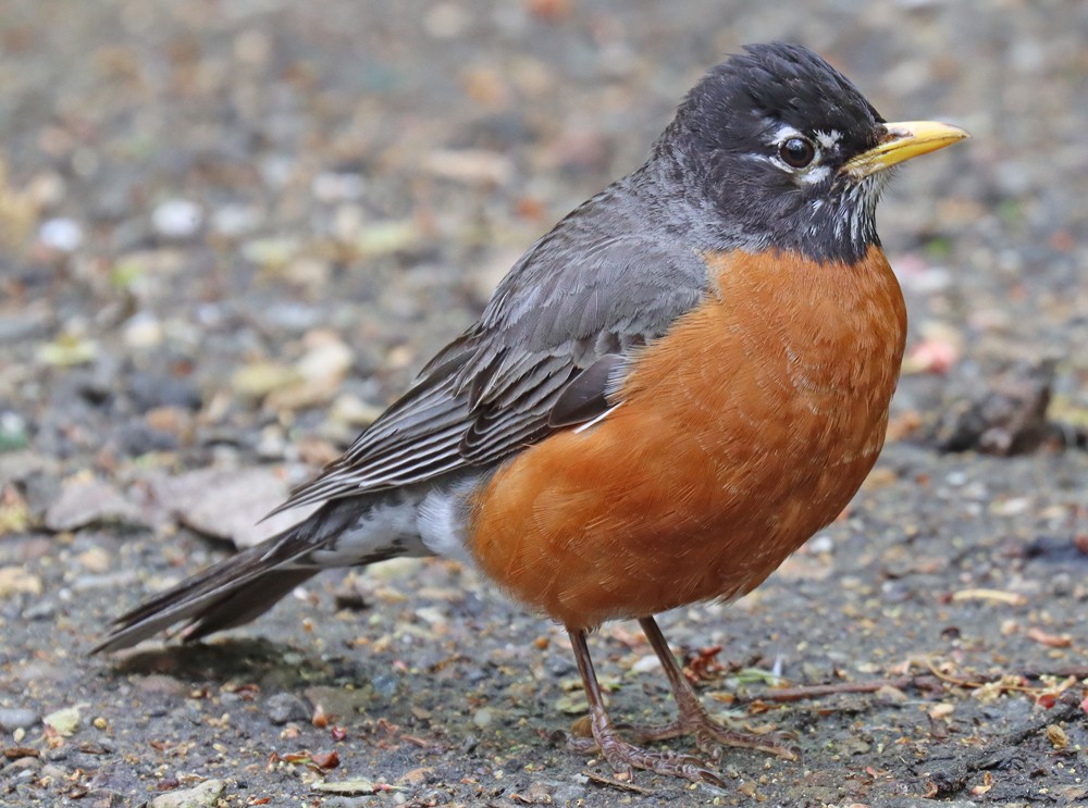 American Robin - ML333507661