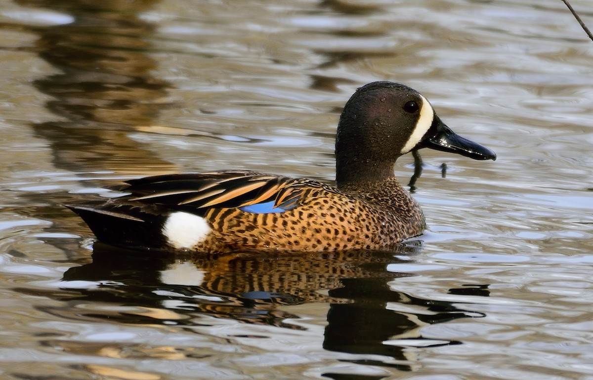 Blue-winged Teal - Ad Konings