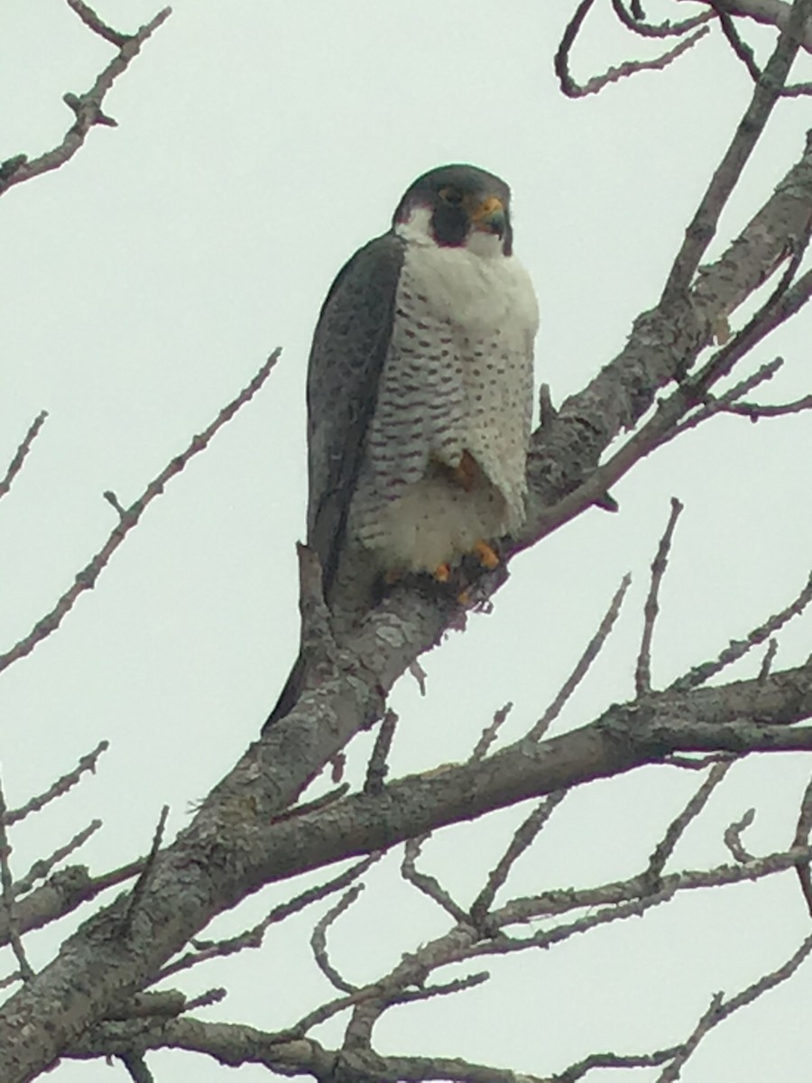 Peregrine Falcon - Thomas Wood