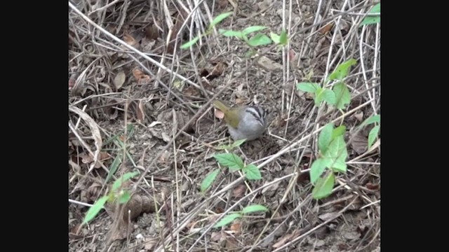 Black-striped Sparrow - ML333508991