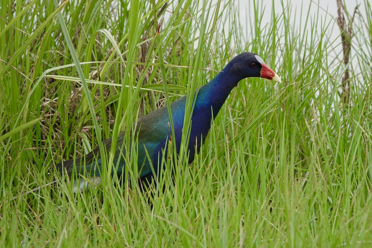 Purple Gallinule - ML333509231