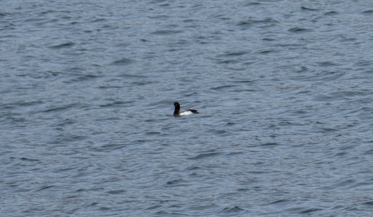 Greater Scaup - ML333510221