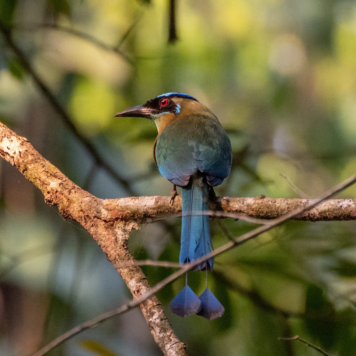 Lesson's Motmot - ML333510491