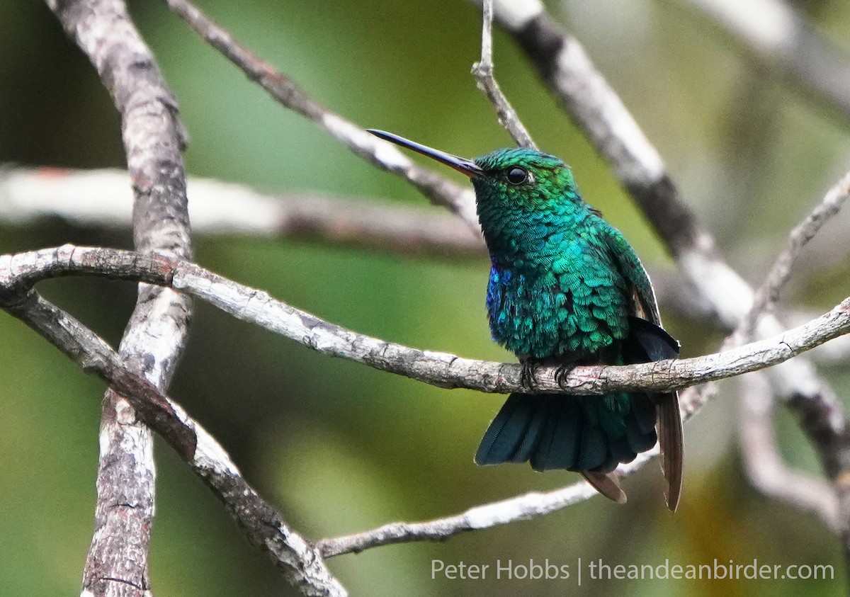Chiribiquete Emerald - Johnnier Arango | theandeanbirder.com