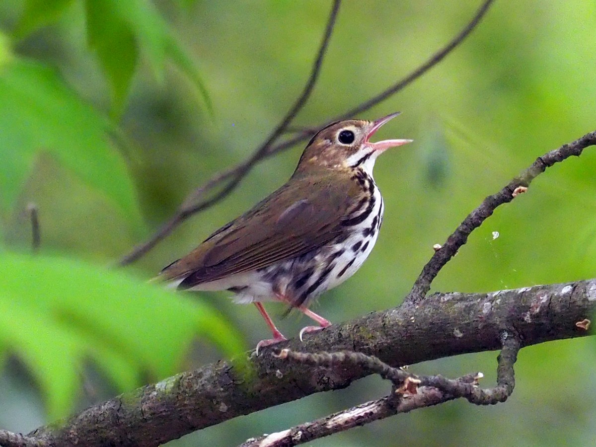 Ovenbird - ML333512501