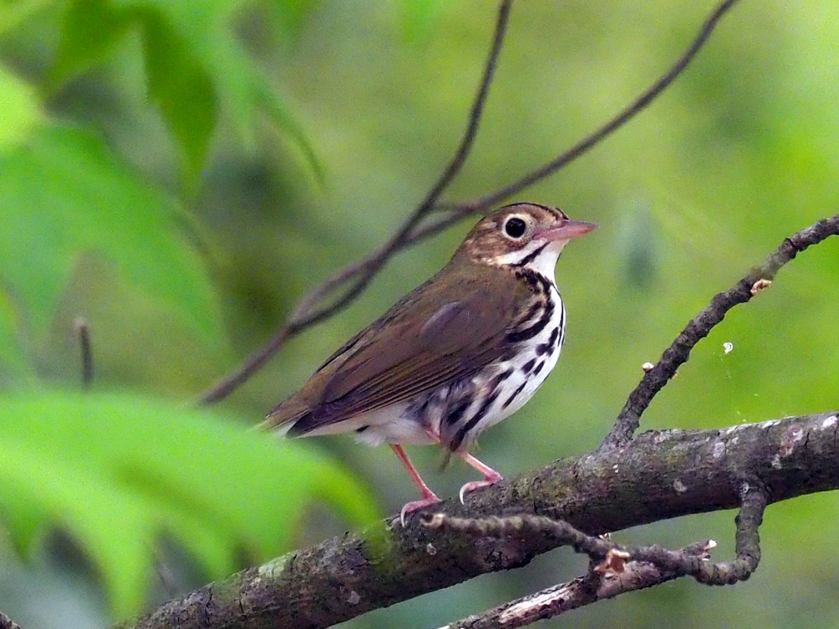 Ovenbird - Richard Pollard