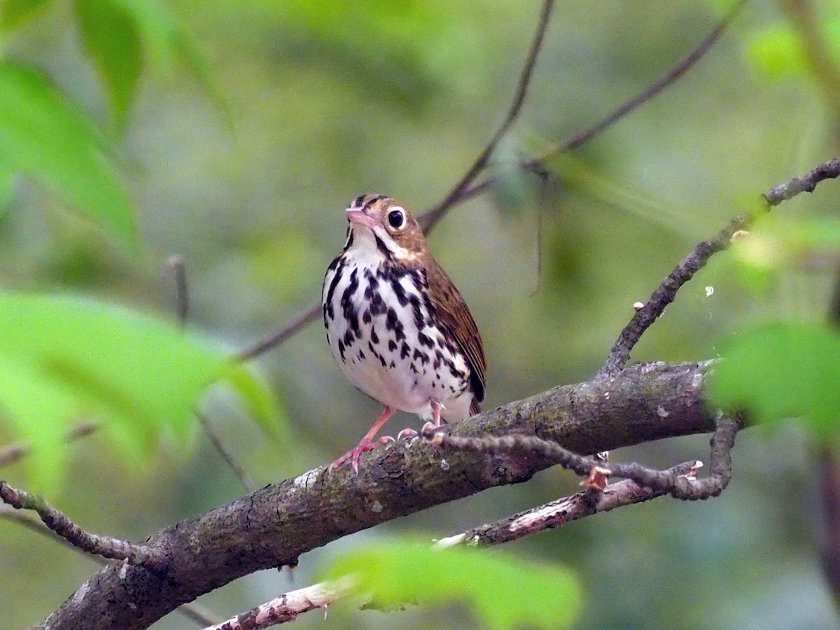 Ovenbird - ML333512671