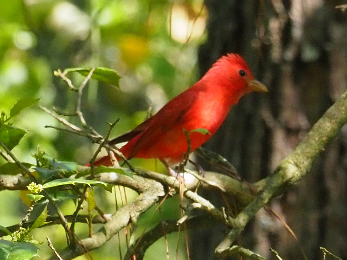 Summer Tanager - ML333512771