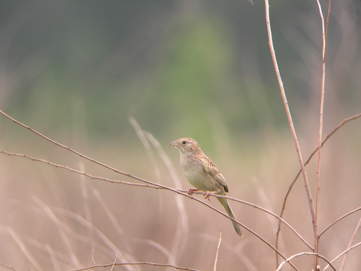 Cassin's Sparrow - ML33351331