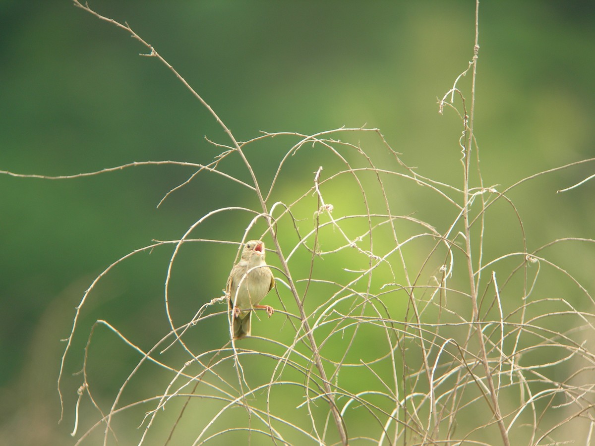 Cassin's Sparrow - ML33351341