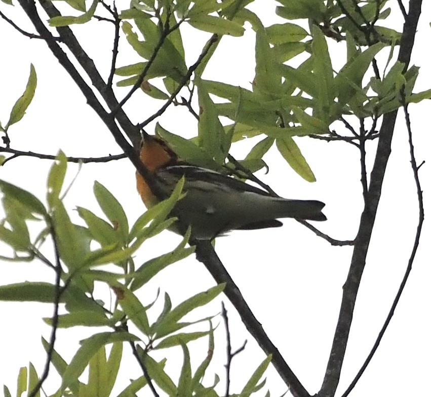 Blackburnian Warbler - ML333514171