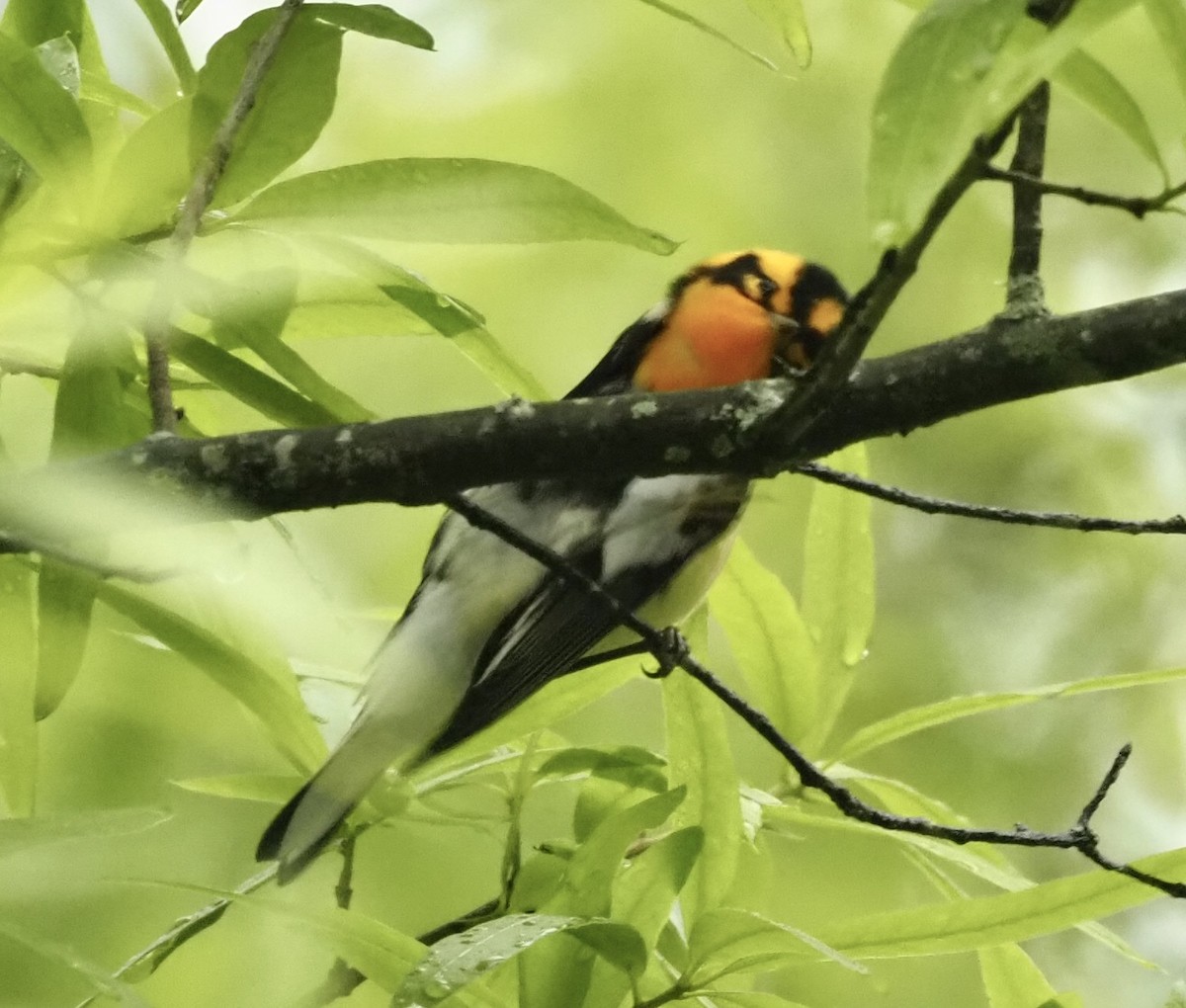 Blackburnian Warbler - Bob Foehring