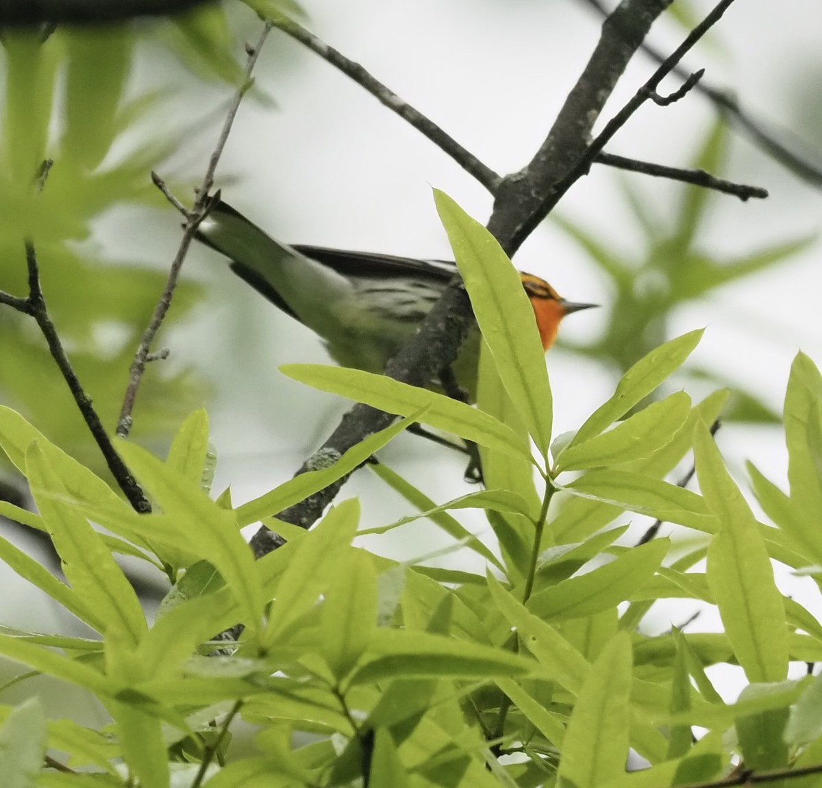 Blackburnian Warbler - ML333514241