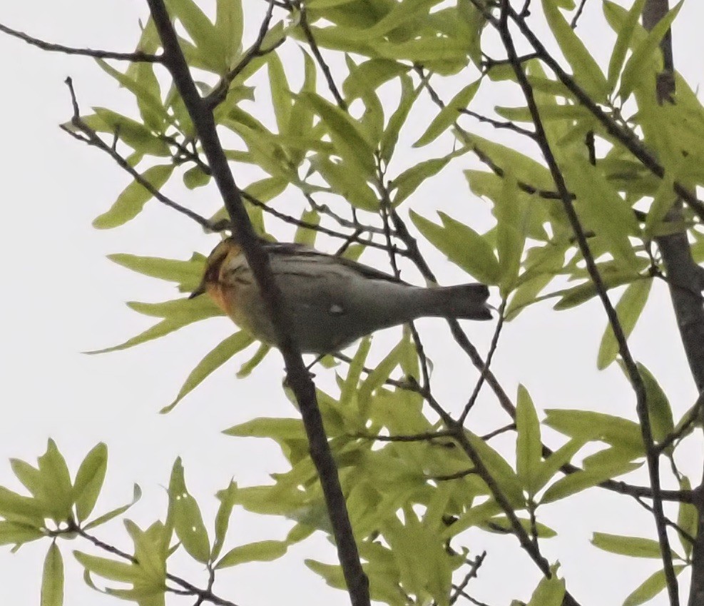 Blackburnian Warbler - ML333514251