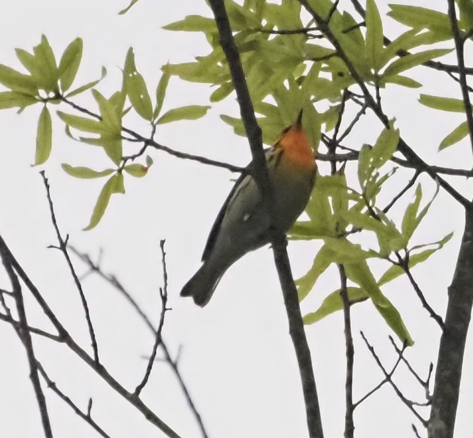 Blackburnian Warbler - ML333514261