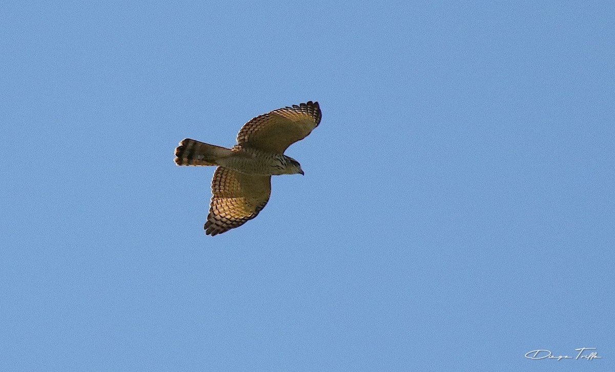 Roadside Hawk - Diego Trillo