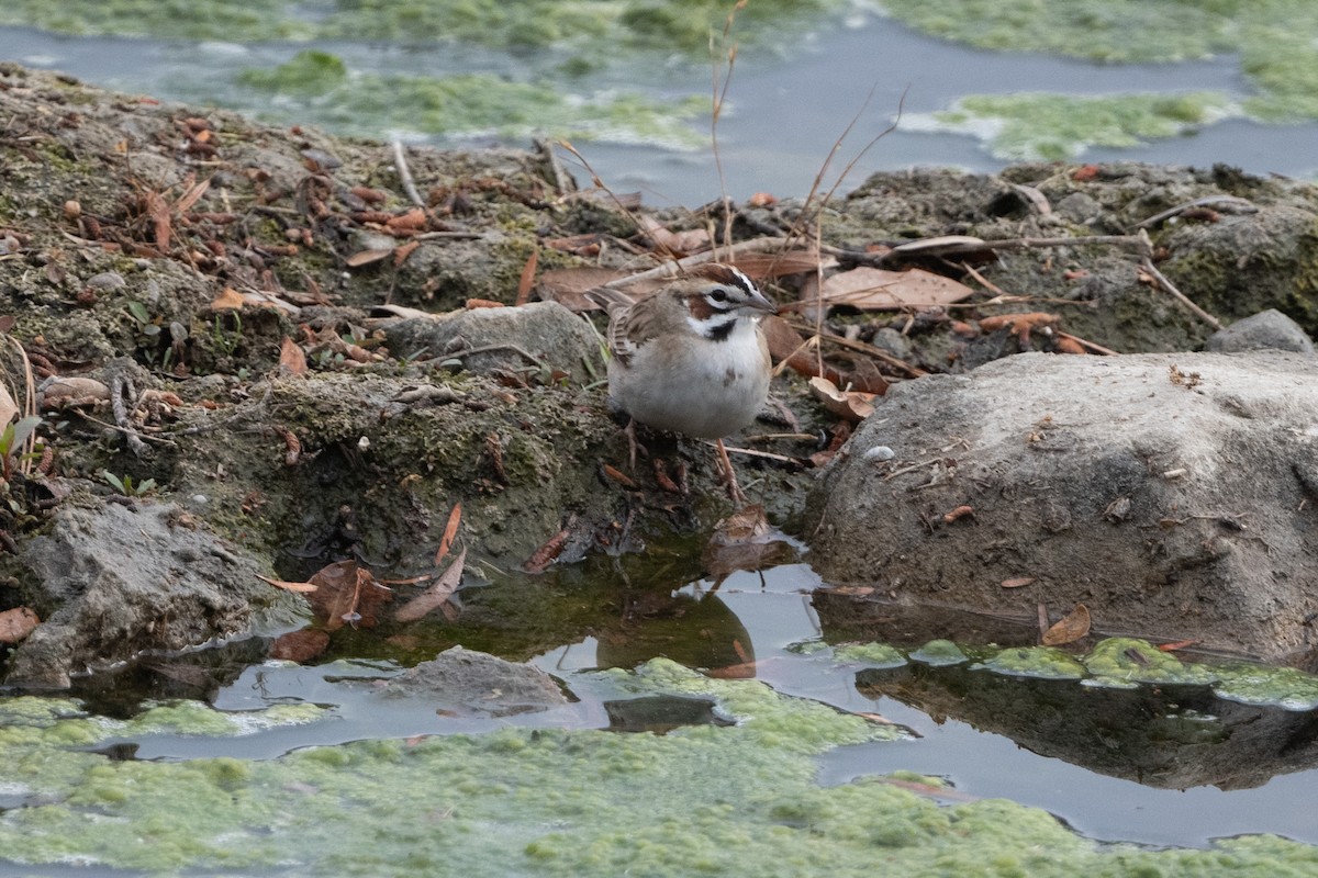 Lark Sparrow - Cynthia  Case