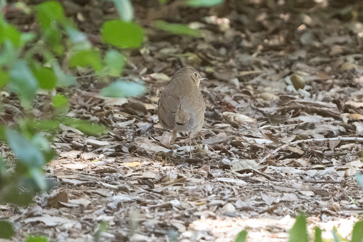 Swainson's Thrush - ML333516311