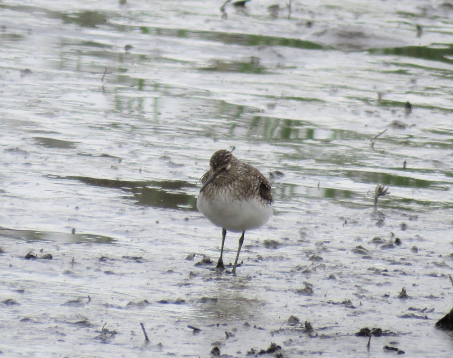 Solitary Sandpiper - Michael Bowen