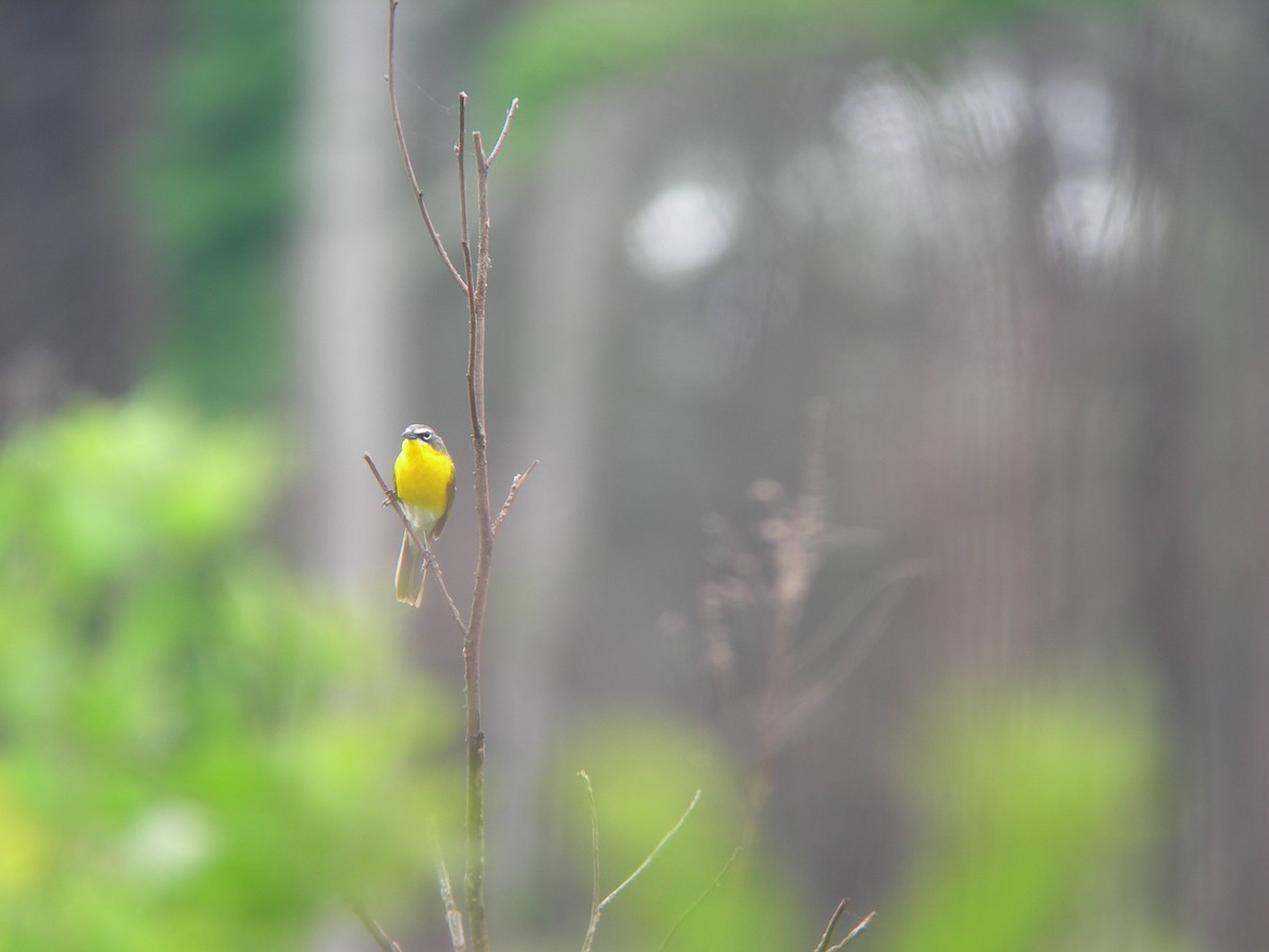 Yellow-breasted Chat - ML33351801