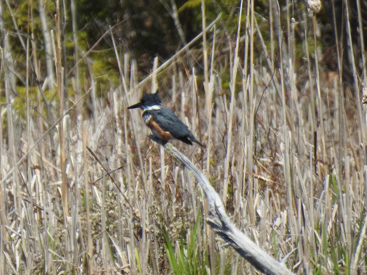 Belted Kingfisher - ML333518381