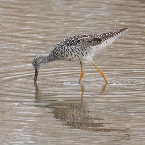 Greater Yellowlegs - John Salisbury