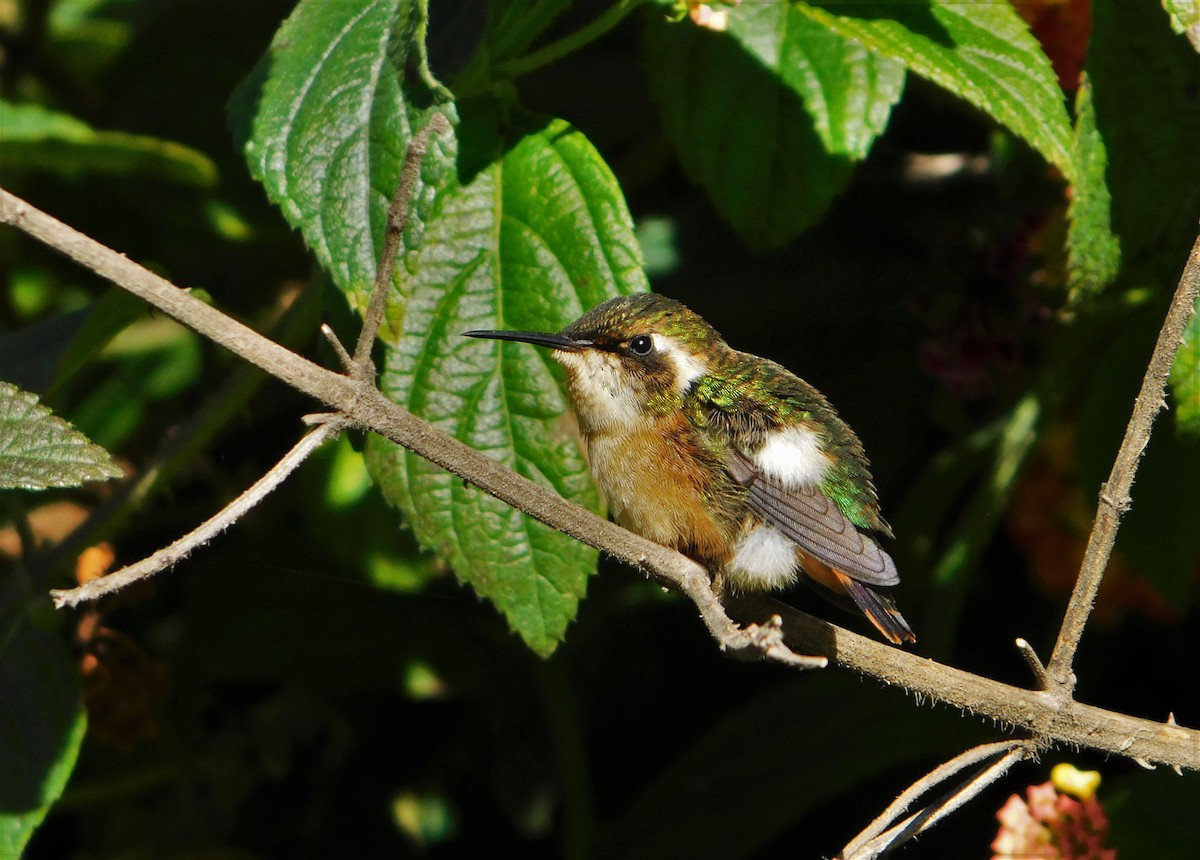 Slender-tailed Woodstar - Nicolás Bejarano