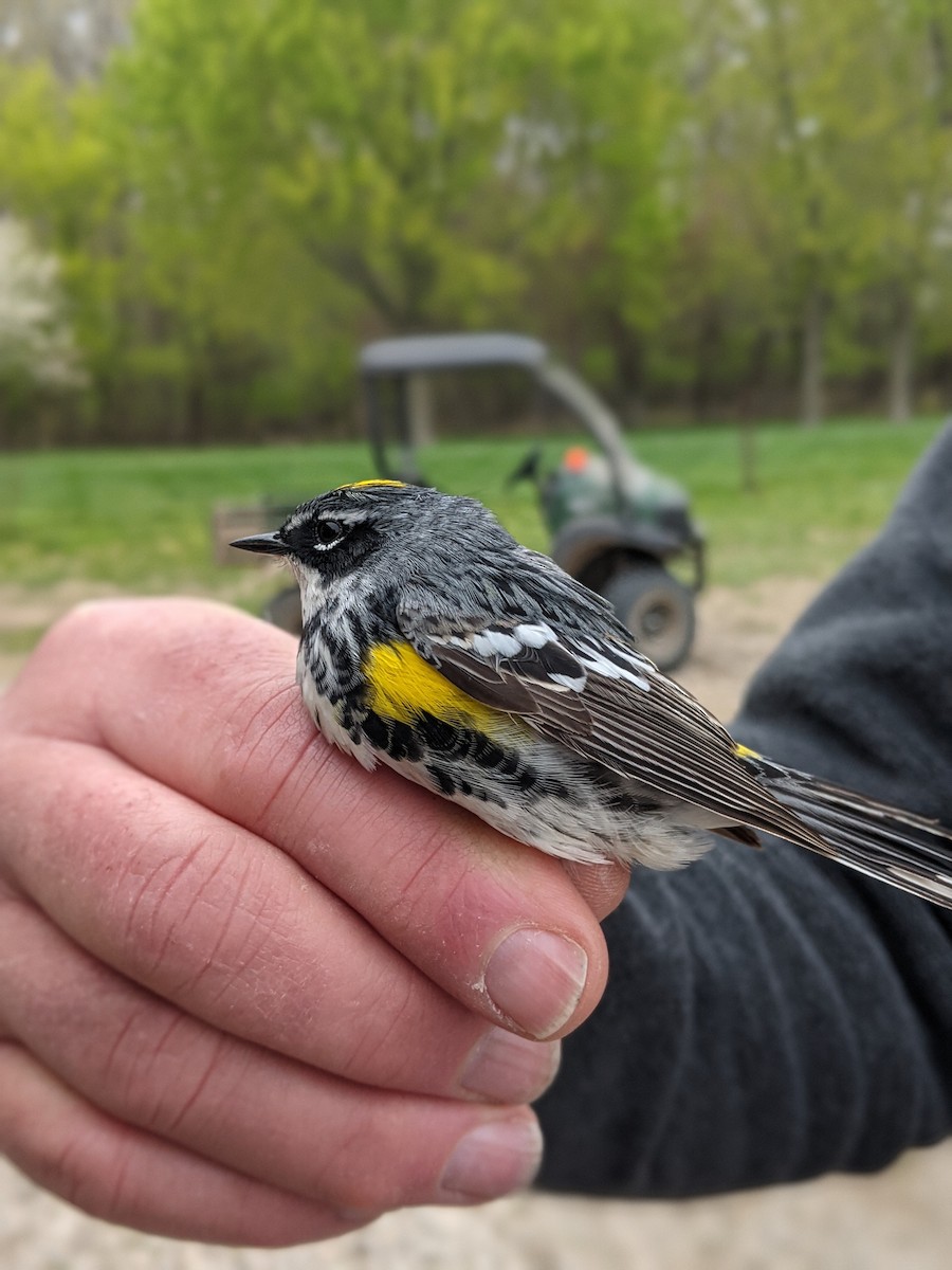 Yellow-rumped Warbler - ML333522771
