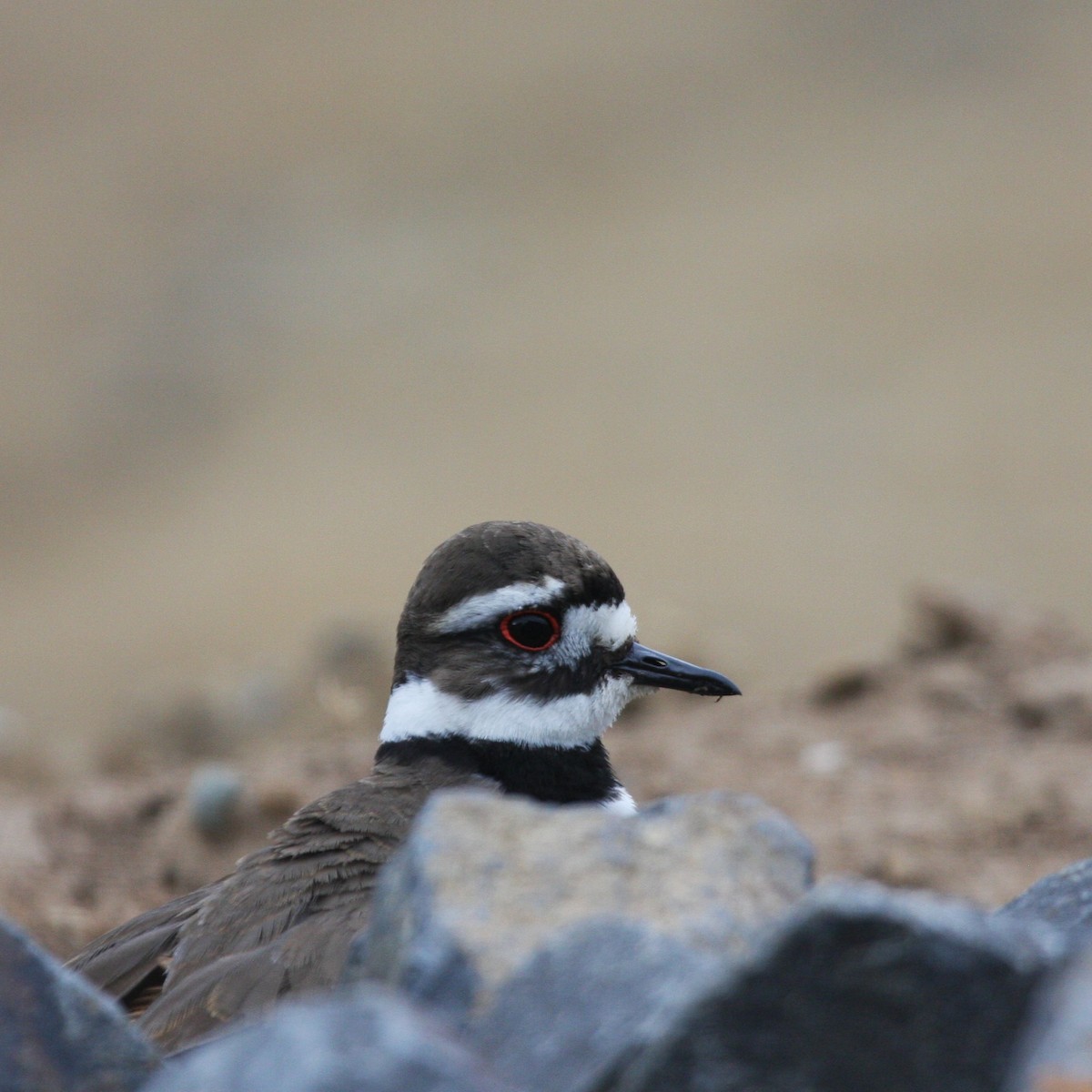 Killdeer - Terry Martin