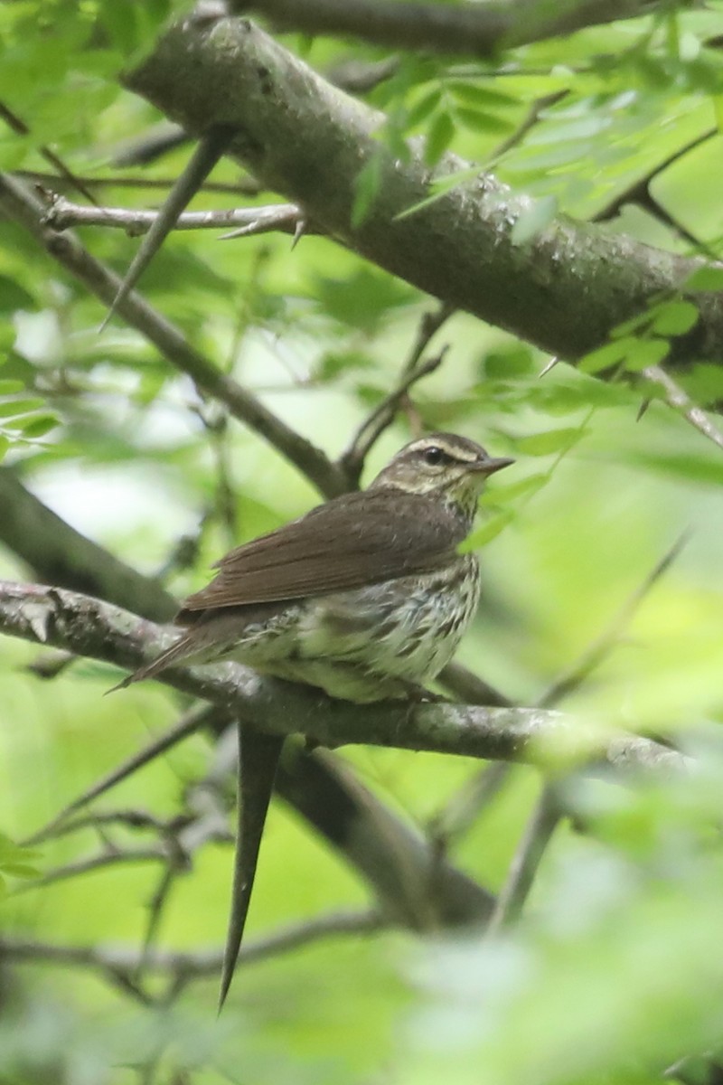 Northern Waterthrush - ML333527341