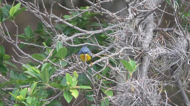 Parula Pitiayumí - ML333528371