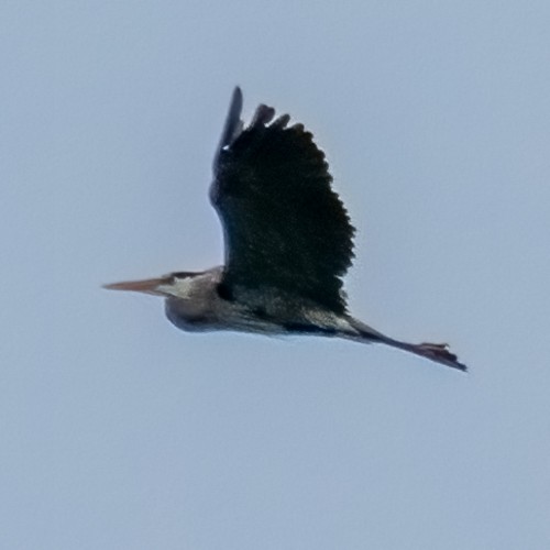 Great Blue Heron - ML333528471