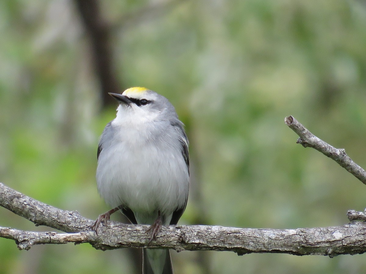 Brewster's Warbler (hybrid) - ML333528821