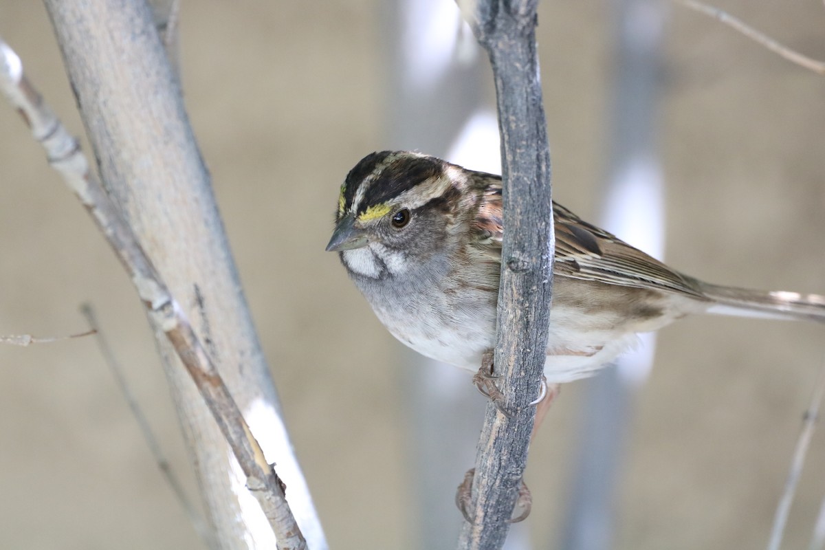 White-throated Sparrow - ML333528961