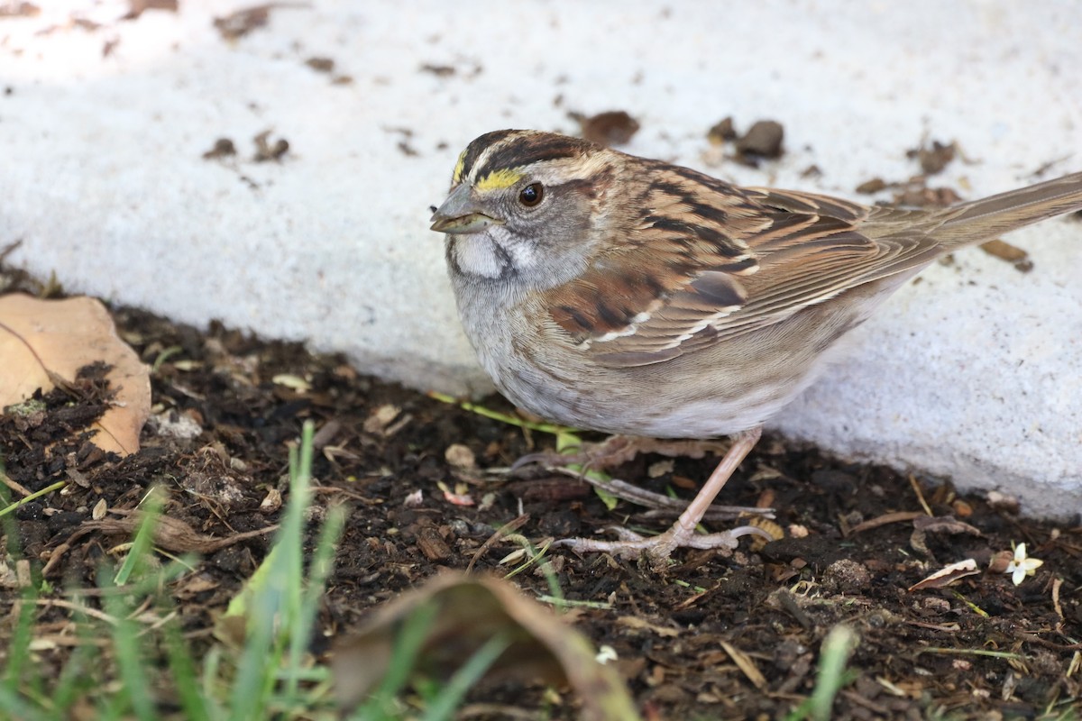 White-throated Sparrow - ML333528971