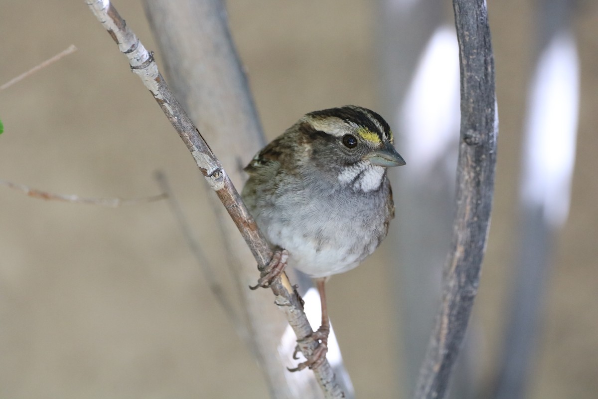 White-throated Sparrow - ML333528981