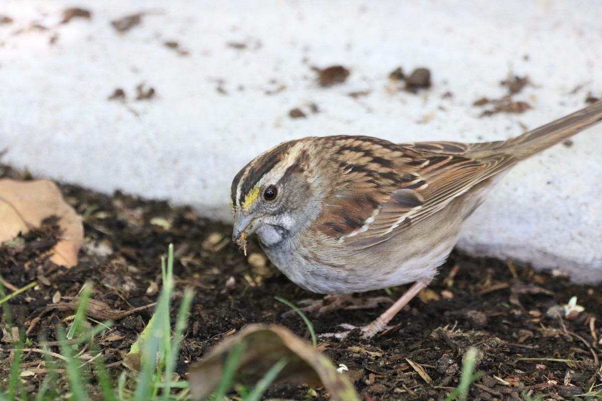 White-throated Sparrow - ML333528991