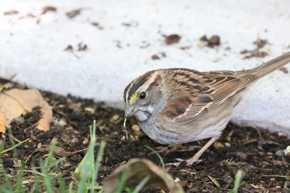 White-throated Sparrow - ML333529001