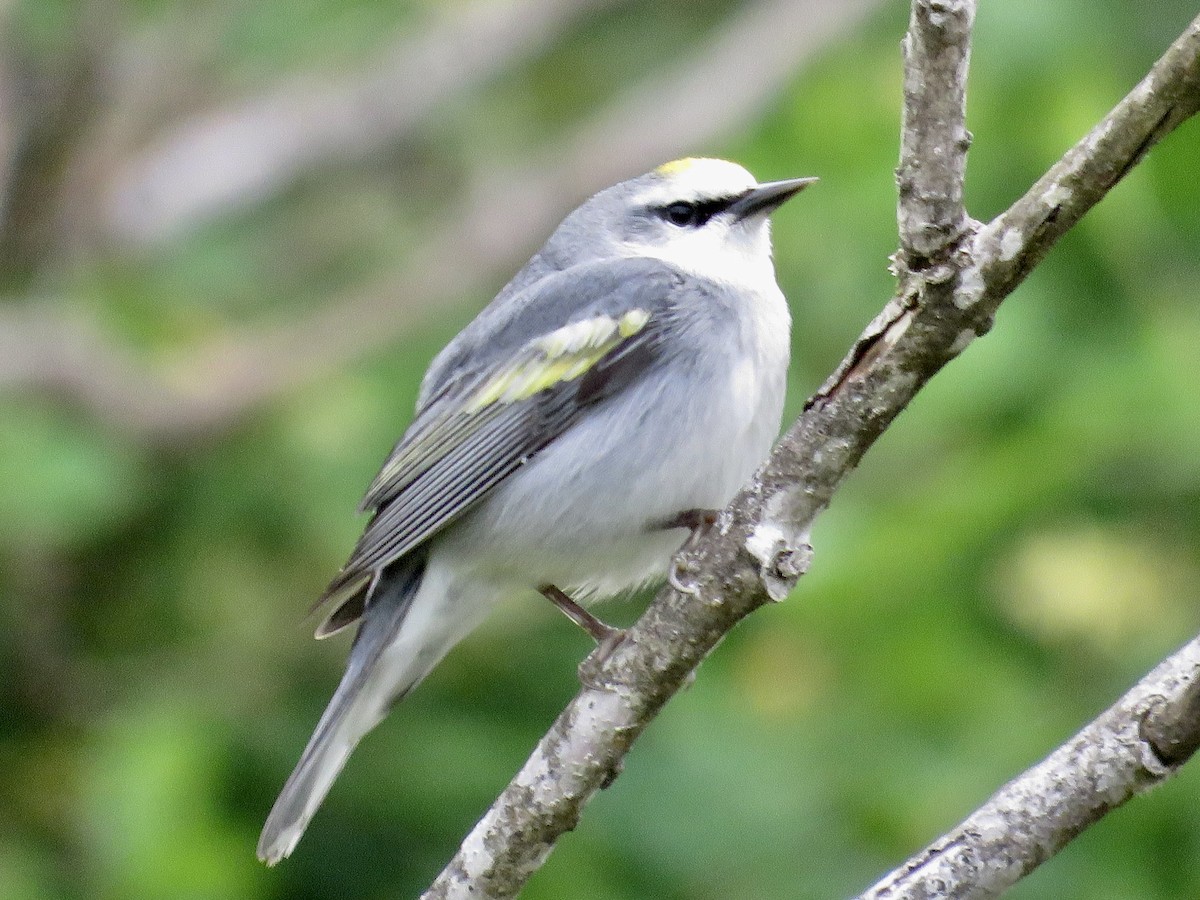 Brewster's Warbler (hybrid) - ML333529111