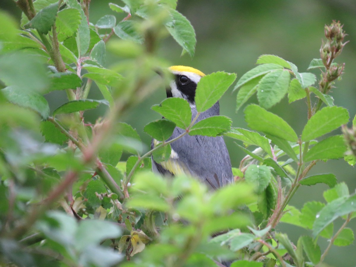 Golden-winged Warbler - ML333529421